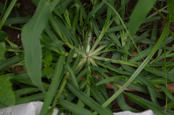 The Best Crabgrass Weed Killer 