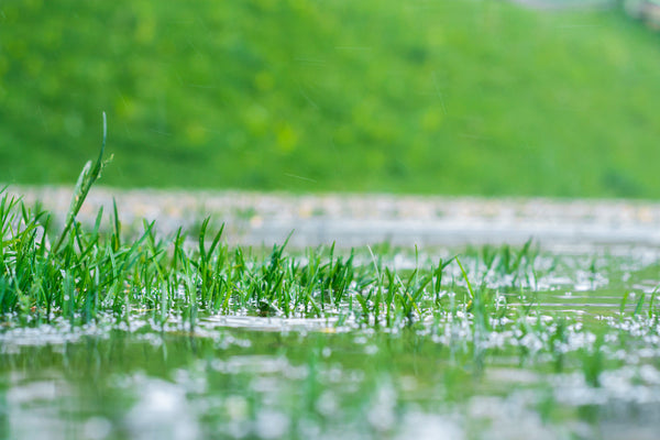 Lawn Rescue after Heavy Rain | Golf Course Lawn Store