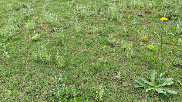 Summer Weed Management Golf Course Lawn Store Summer Weed Management Golf Course Lawn Store