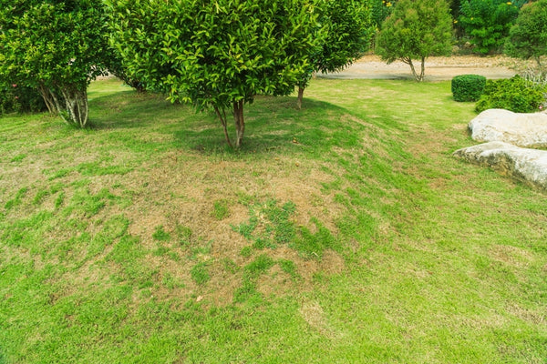 how-to-treat-lawn-fungus-golf-course-lawn-store