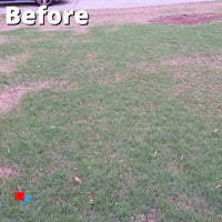 Pillar SC Liquid Fungicide - Brown Patch and Dollar Spot Control Lawn disease before Pillar SC