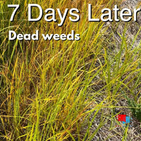 Recognition Herbicide - Broadleaf and Sedge Weed Control for Warm Season Turf nutsedge weed dead after spraying with celsius herbicide