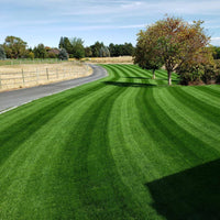 Premium Double Dark Green (KBG/PR) Grass Seed Premium Double Dark Green (KBG/PR) Grass Seed
