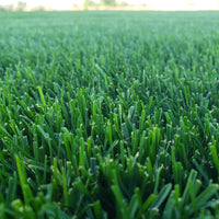 Premium Double Dark Green (KBG/PR) Grass Seed Premium Double Dark Green (KBG/PR) Grass Seed
