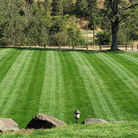 Premium Double Dark Green (KBG/PR) Grass Seed Premium Double Dark Green (KBG/PR) Grass Seed