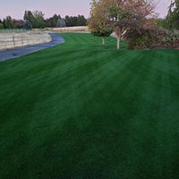 Premium Double Dark Green (KBG/PR) Grass Seed Premium Double Dark Green (KBG/PR) Grass Seed