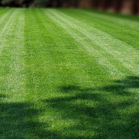 Premium Double Dark Green (KBG/PR) Grass Seed Premium Double Dark Green (KBG/PR) Grass Seed