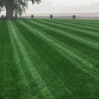 Premium Double Dark Green (KBG/PR) Grass Seed Premium Double Dark Green (KBG/PR) Grass Seed