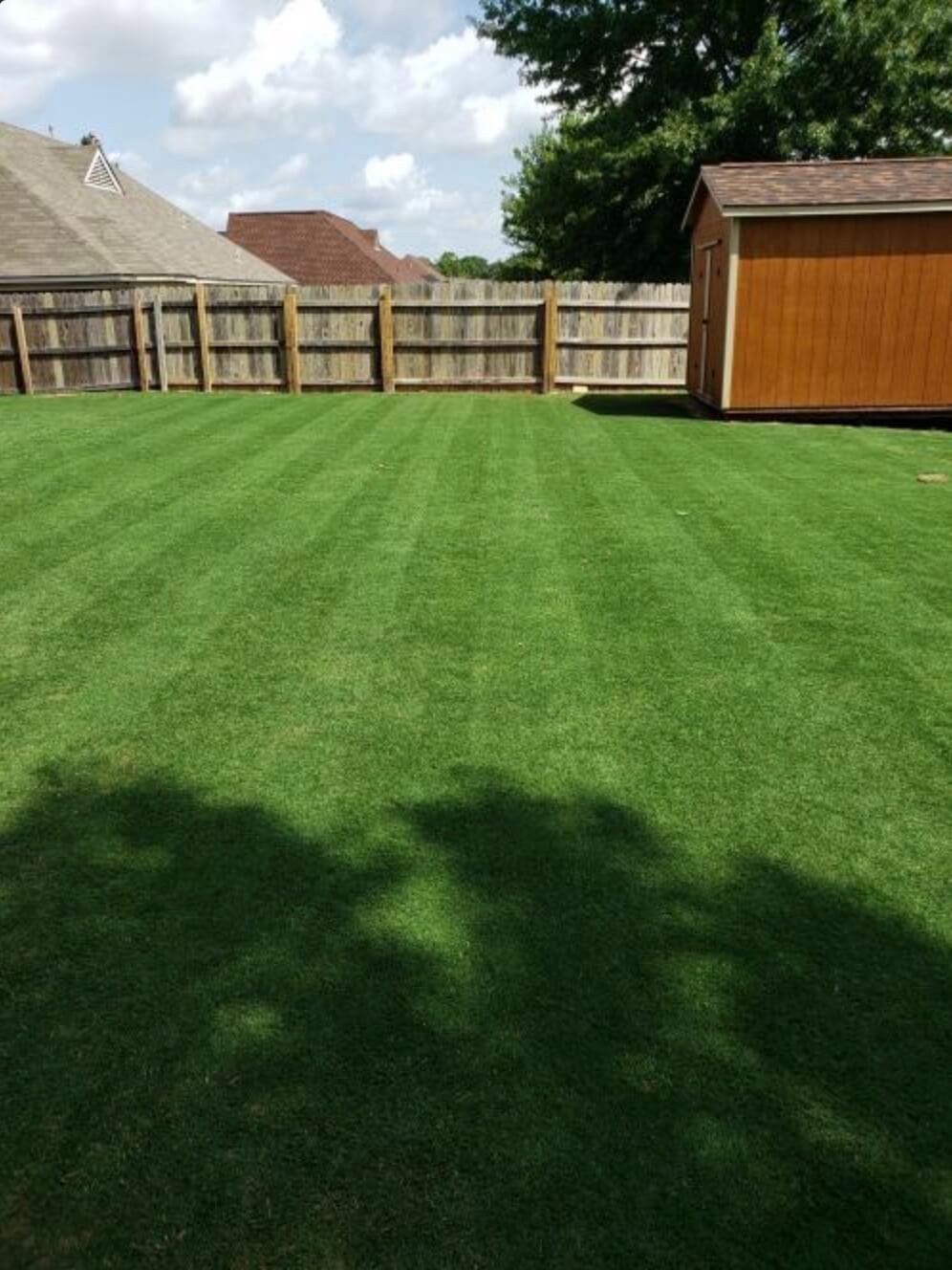 Bermuda lawn with green stripes fenced in