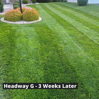 Headway G - Fungicide Granular Headway G 3 weeks later