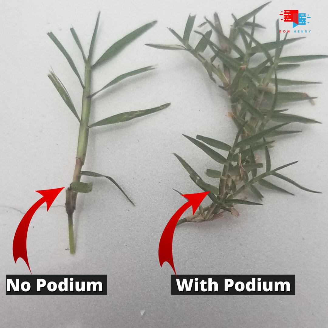 podium herbicide Podium (Generic Primo Maxx) Plant Growth Regulator (PGR)