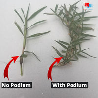 Podium (Generic Primo Maxx) Plant Growth Regulator (PGR) - 1 Gallon Podium plant growth regulator results