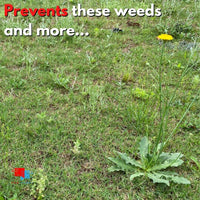 Prodiamine .38% Pre-Emergent Herbicide with Fertilizer 0-0-7 broadleaf weeds in lawn