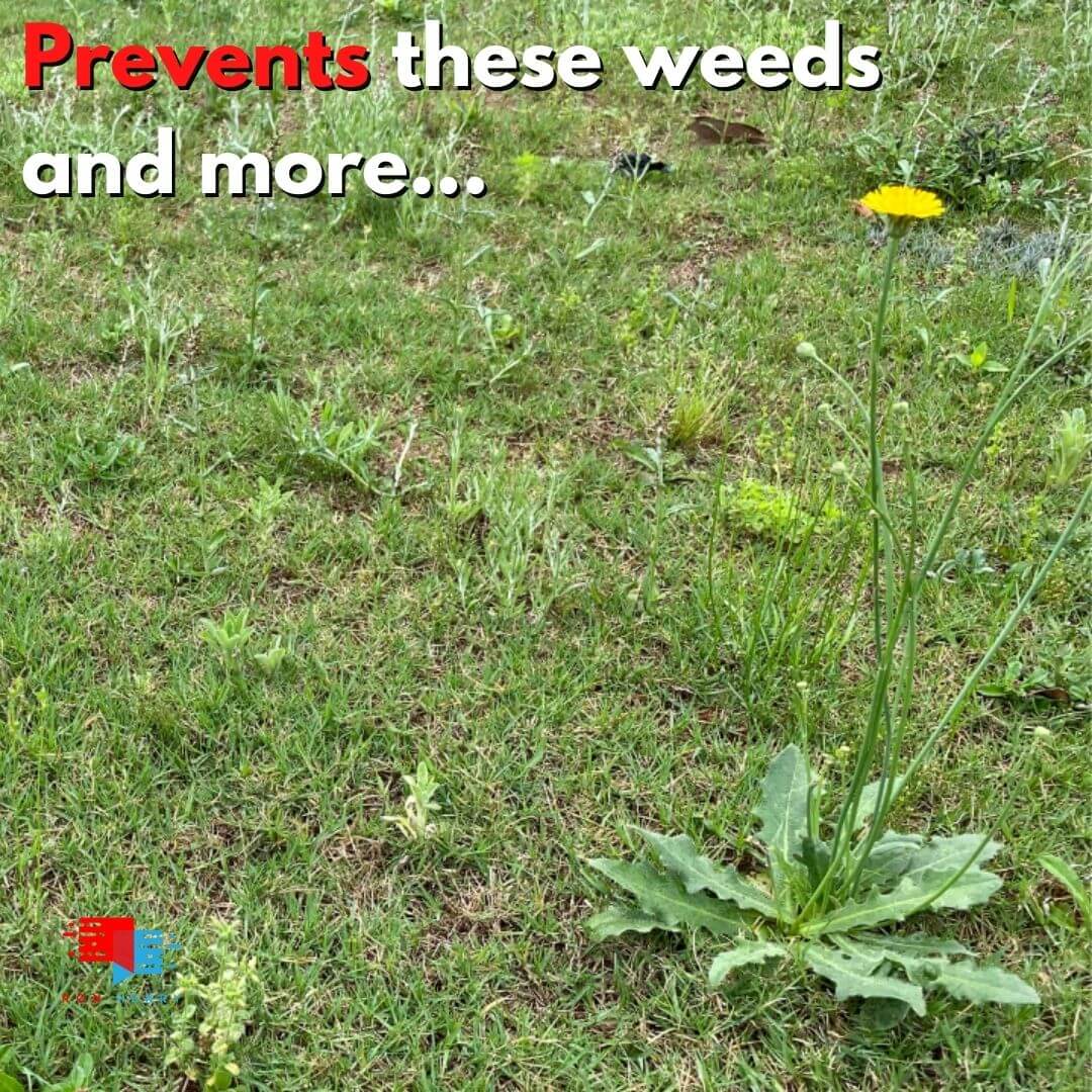 0-0-7 dithiopyr pre-emergent herbicide with fertilizer Buy Dimension .15% Pre-Emergent Herbicide with Fertilizer 0-0-7