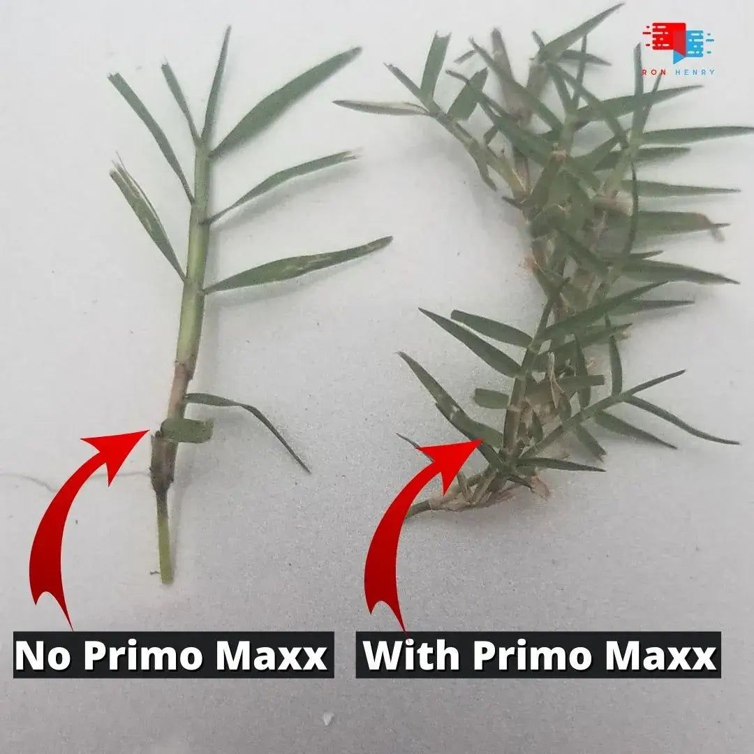 primo herbicide Primo Maxx Plant Growth Regulator