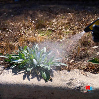 Organic Weed Control - Concentrate Spraying weeds