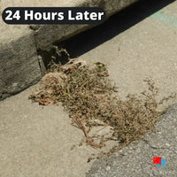 Organic Weed Control - Concentrate Weeds 24 Hours Later