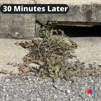 Organic Weed Control - Concentrate Weeds 30 Minutes Later