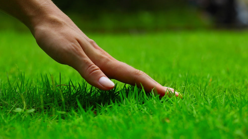 hand touching green grass