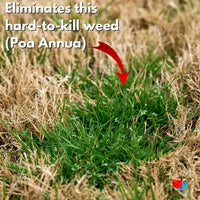 Certainty Herbicide - 1.25 oz -Sedge and Poa Annua Control Poa Annua Weed