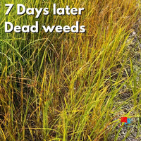 Certainty Herbicide - 1.25 oz -Sedge and Poa Annua Control Certainty Herbicide Dead Sedges