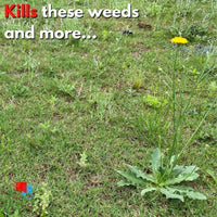 Organic Weed Control - Concentrate Weeds in lawn
