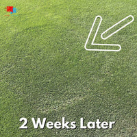 Headway G - Fungicide Granular Large patch lawn fungus after treatment