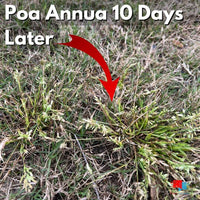 Certainty Herbicide - 1.25 oz -Sedge and Poa Annua Control Poa Annua After Certainty Herbicide 10 Day Results