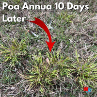 Certainty Herbicide - 1.25 oz -Sedge and Poa Annua Control Poa Annua After Certainty Herbicide 10 Day Results