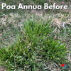 Poa Annua Before Certainty Herbicide