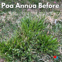 Certainty Herbicide - 1.25 oz -Sedge and Poa Annua Control Poa Annua Before Certainty Herbicide