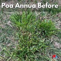 Certainty Herbicide - 1.25 oz -Sedge and Poa Annua Control Poa Annua Before Certainty Herbicide