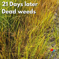 Tenacity Herbicide - Weed Control for Cool Season Turf results from spraying weeds