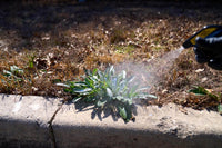 Organic Weed Killer - Ready to Use Spray Spraying weeds with Mirimichi Green Weed Killer