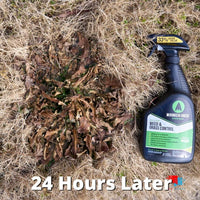 Organic Weed Control - Concentrate Weeds 24 hours after being sprayed with Mirimichi Green weed killer