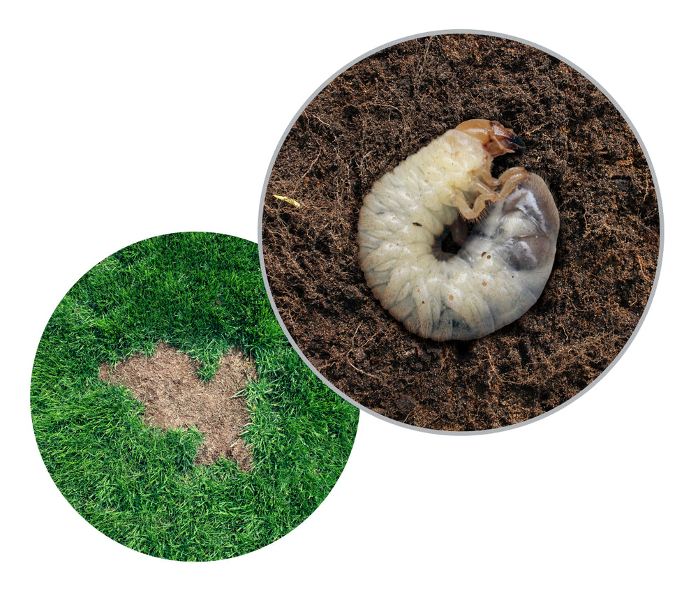 The Grubs That Cause Your Lawn Damage