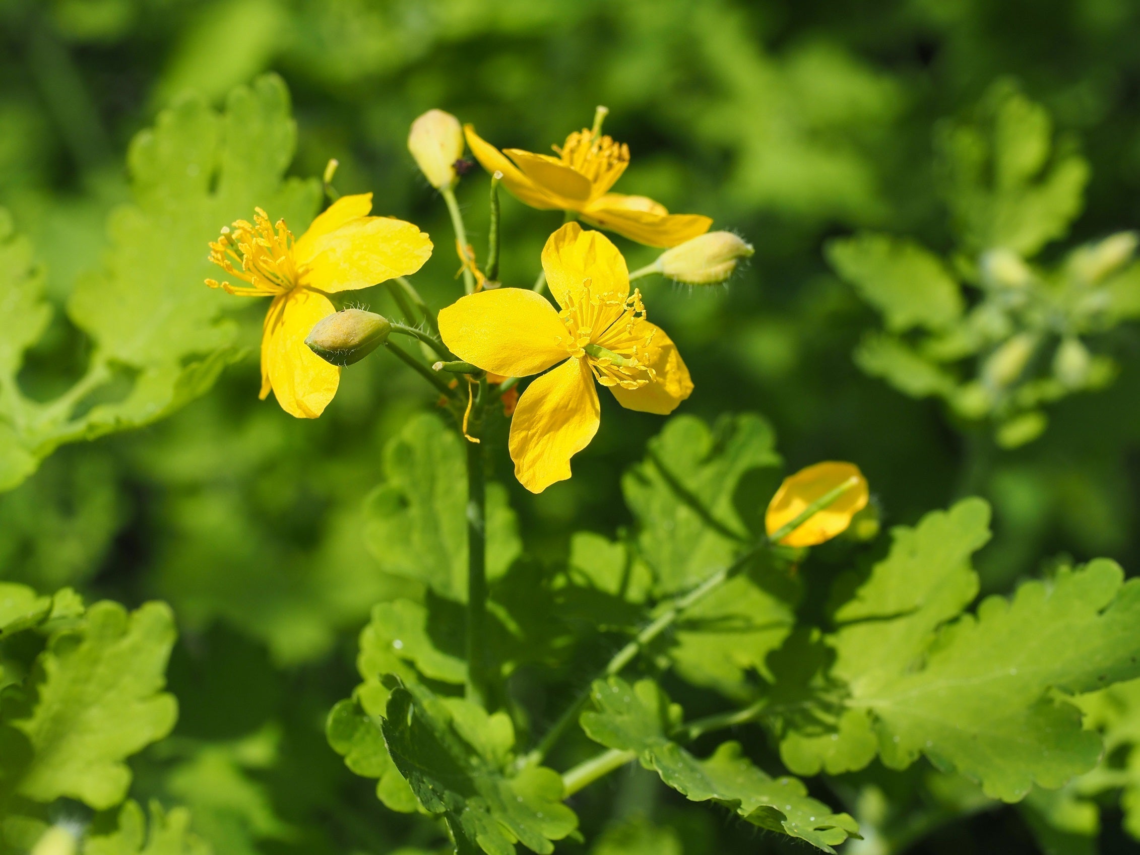 Weeds With Yellow Flowers: Identification and Control Guide
