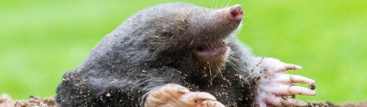 How to Get Rid of Moles