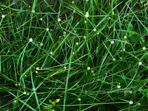 How to Get Rid of Kyllinga | Golf Course Lawn Store