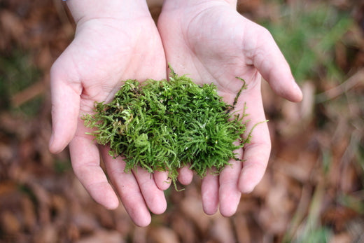 Moss Control for Lawns Golf Course Lawn Store