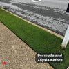 Bermuda and Zoysia Blended on sidewalk