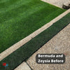 Bermuda and Zoysia Blended 