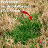 Poa annua weed in lawn
