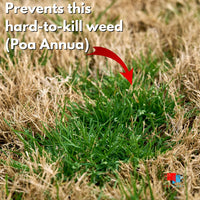 Poa annua weed in lawn