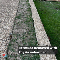 Bermuda and Zoysia After Fusilade II and Recognition Herbicide