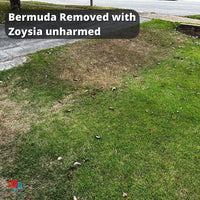 Bermuda and Zoysia After Fusilade II and Recognition Herbicide