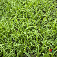 Palmilla Bermuda Grass Seed