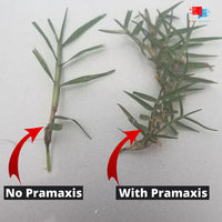 Pramaxis (Generic Primo Maxx) Plant Growth Regulator (PGR)