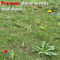 prevents weeds in lawn