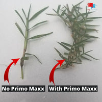 Primo Maxx Results